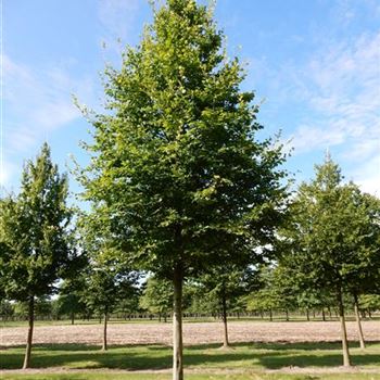 FSY_Sol_baum_6xv_300-400x50-60x500-700a_G-810_05_08_15_nn_41406.jpg