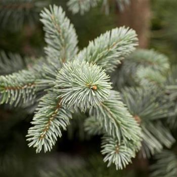 Picea pungens 'Koster'