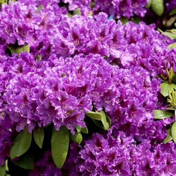 Rhododendron 'Azurro'