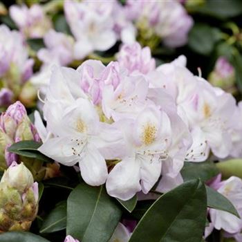 Rhododendron 'Gomer Waterer'