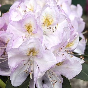 Rhododendron 'Gomer Waterer'