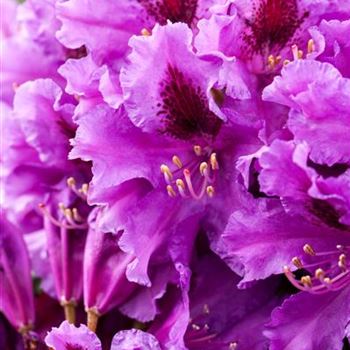 Rhododendron 'Azurro'