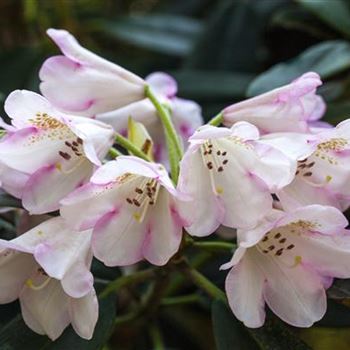 Rhododendron 'Gomer Waterer'