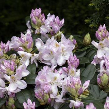 Rhododendron 'Gomer Waterer'