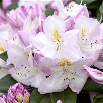 Rhododendron 'Gomer Waterer'