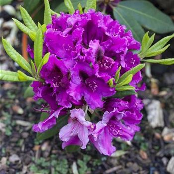 Rhododendron 'Azurro'