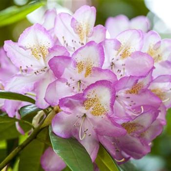 Rhododendron 'Gomer Waterer'