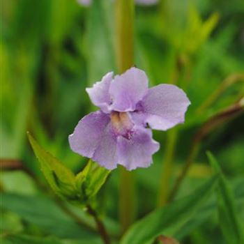 Mimulus ringens