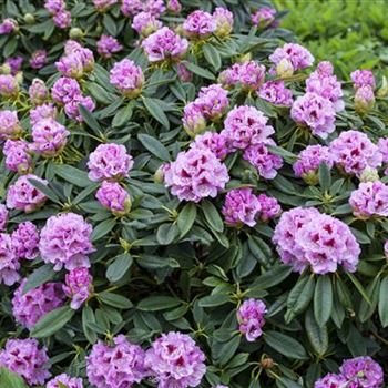 Rhododendron insigne 'Gräfin Sonja'