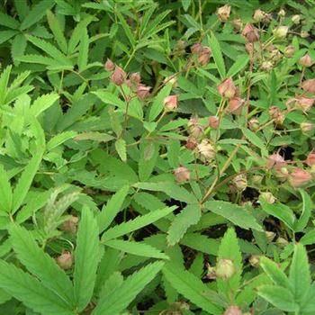 Potentilla palustris