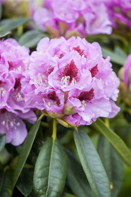 Rhododendron Inkarho (R) 'Graefin Sonja' von Bruns Pflanzen