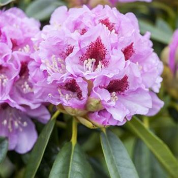 Rhododendron insigne 'Gräfin Sonja'