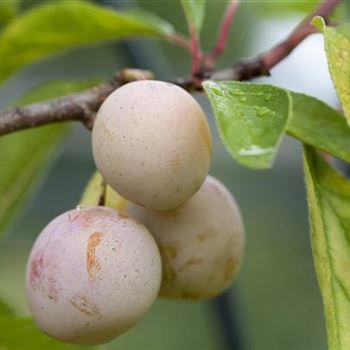 Prunus domestica subsp. syriaca 'Mirabelle von Nancy'