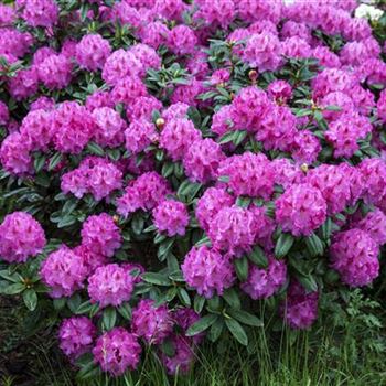 Rhododendron yakushimanum 'Bad Zwischenahn'