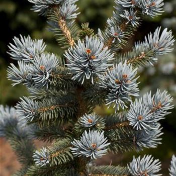 Picea pungens 'Oldenburg'®