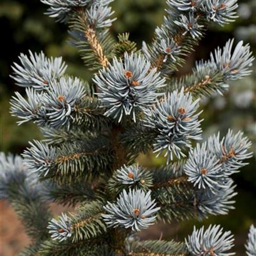 Picea pungens 'Oldenburg'
