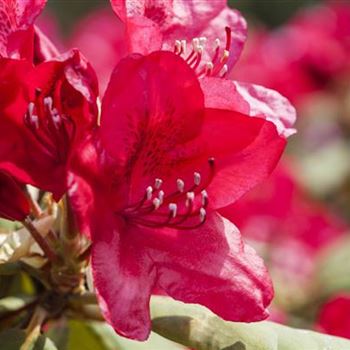 Rhododendron 'Hachmann´s Feuerschein'®