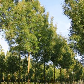 FARA_Sol_baum_5xv_200-300x35-40x500-700_G_ESCH825_30_07_08_24575.jpg
