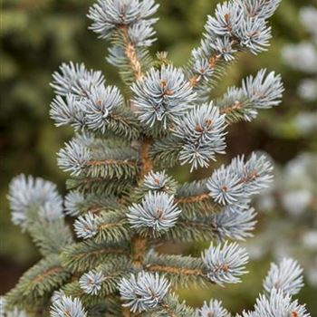 Picea pungens 'Oldenburg'®