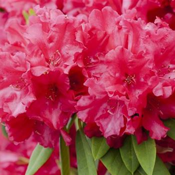 Rhododendron 'Hachmann´s Feuerschein'®