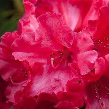 Rhododendron 'Hachmann´s Feuerschein'®