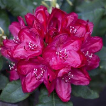 Rhododendron 'Hachmann´s Feuerschein'®