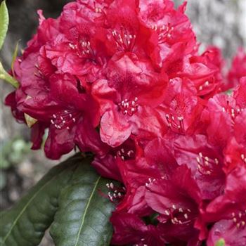 Rhododendron 'Hachmann´s Feuerschein'®