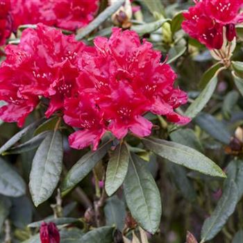 Rhododendron 'Hachmann´s Feuerschein'®