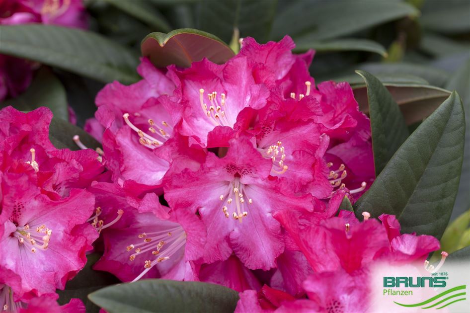 rhododendron russisch Yaku Princess Rhododendron main image 0