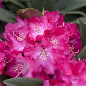 Rhododendron 'Berliner Liebe'