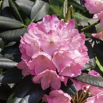 Rhododendron 'Johann Bruns'