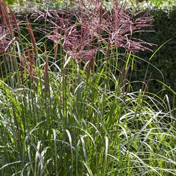 Miscanthus sinensis 'China'