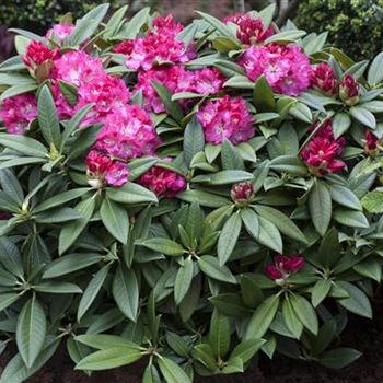 Rhododendron 'Berliner Liebe'