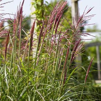 Miscanthus sinensis 'China'