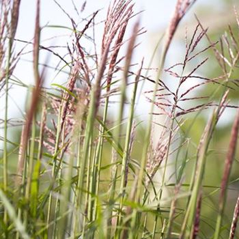 Miscanthus sinensis 'China'