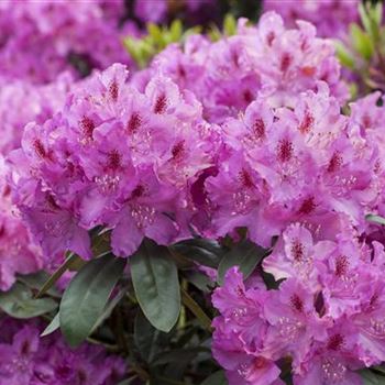 Rhododendron 'Lilofee'