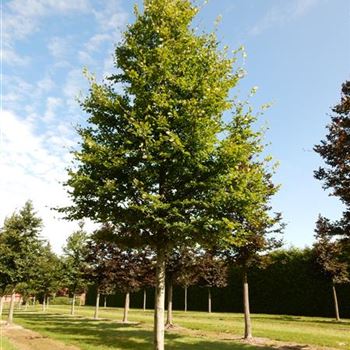 FSY_Sol_baum_6xv_300-400x50-60x500-700_G-810_05_08_15_nn_41405.jpg