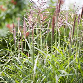 Miscanthus sinensis 'China'