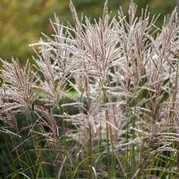 Miscanthus sinensis 'China'