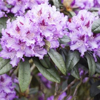 Rhododendron 'Blue Peter'