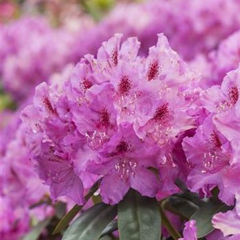 Rhododendron 'Lilofee'