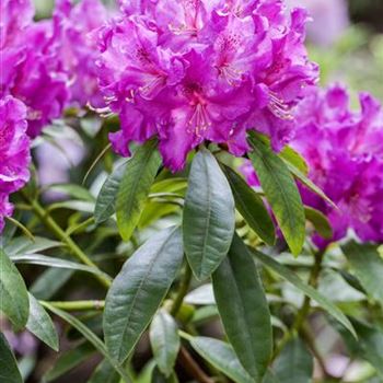 Rhododendron 'Lilofee'