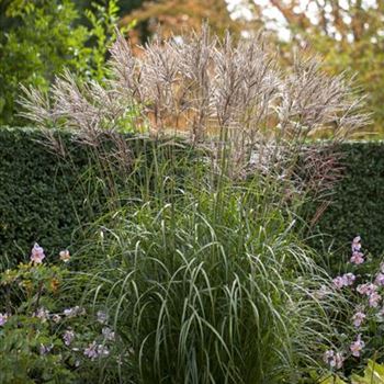 Miscanthus sinensis 'China'