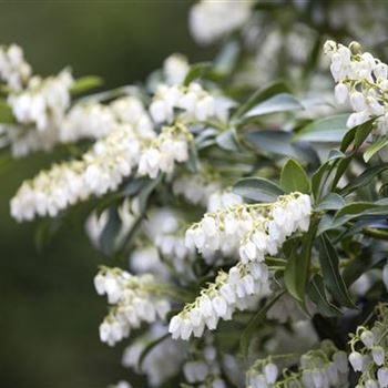 Pieris japonica