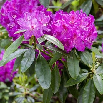 Rhododendron 'Lilofee'