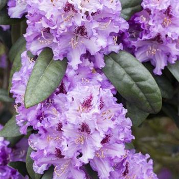 Rhododendron 'Blue Peter'