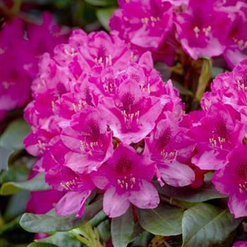 Rhododendron 'Nova Zembla'