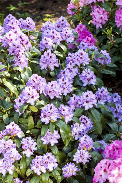 Rhododendron 'Blue Peter' von Bruns Pflanzen