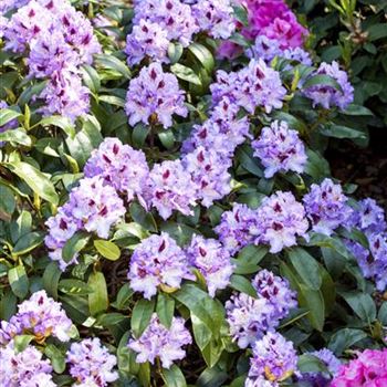 Rhododendron 'Blue Peter'