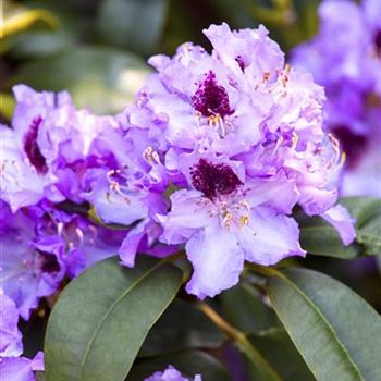 Rhododendron 'Blue Peter'